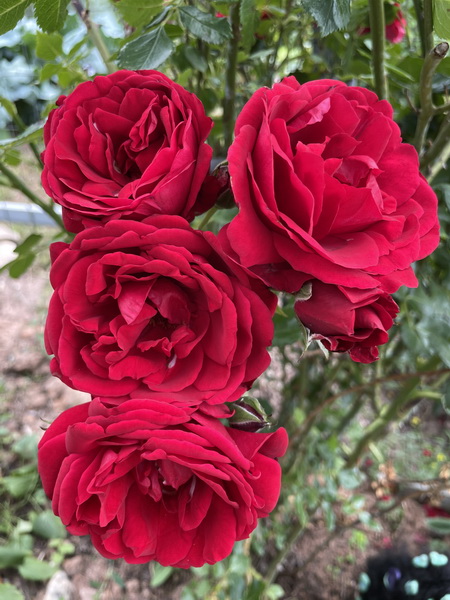 https://i.postimg.cc/Nj0bt8MQ/IMG-5850.jpg