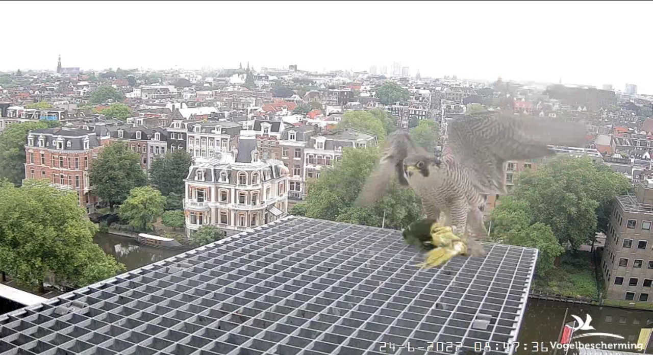 Amsterdam/Rijksmuseum screenshots © Beleef de Lente/Vogelbescherming Nederland - Pagina 32 Video-2022-06-24-085443-Moment-2