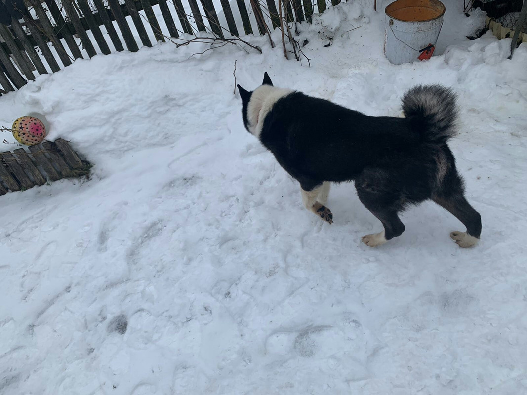 old Rel goes on the snow from back