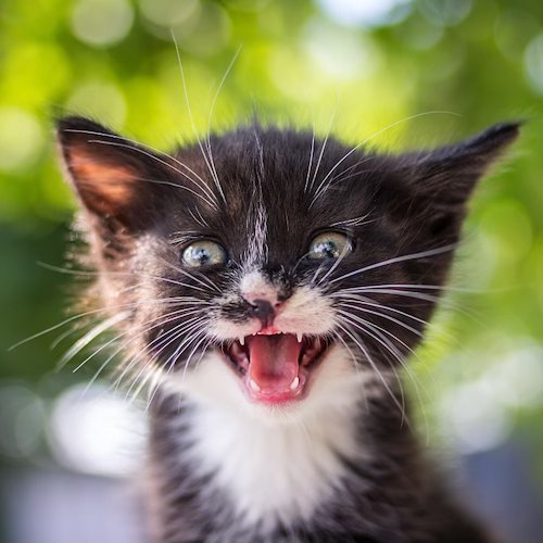 Kitten with mouth open