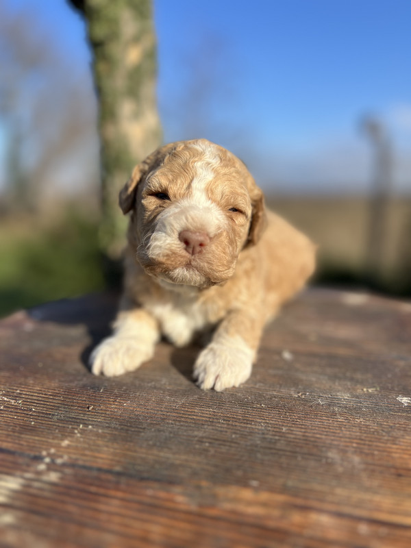 Lagotto Romagnolo male puppy – Litter F 2025 – orange coat with white chest – photo 1, 21 days old