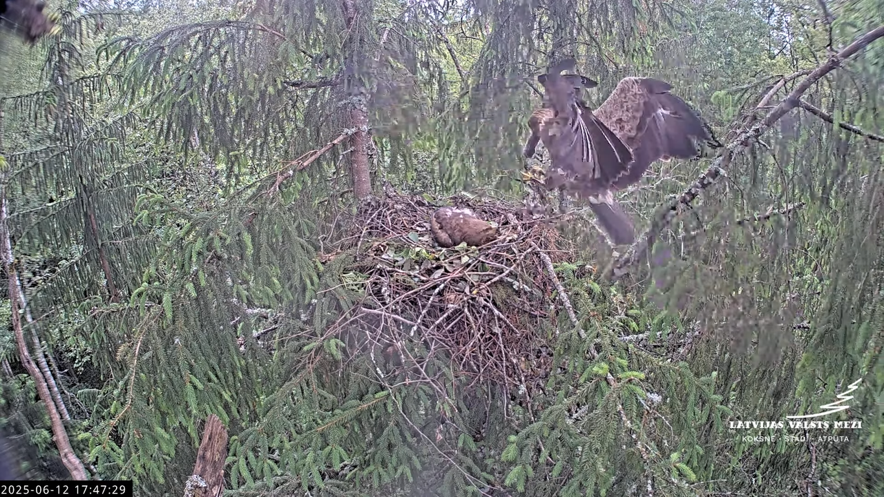 LVM mazais ērglis Lisiņa, egle2 – Lesser Spotted Eagle 13-4-44 screenshot