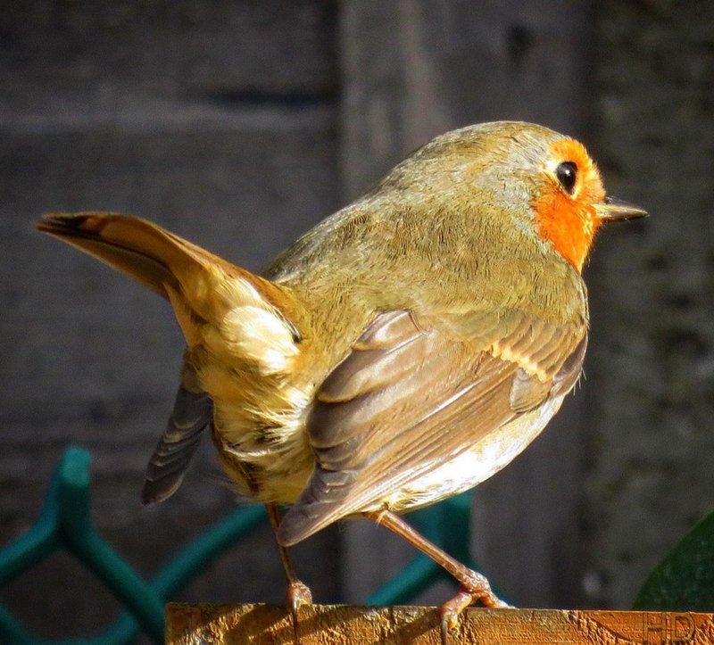 red-robin-HD.jpg