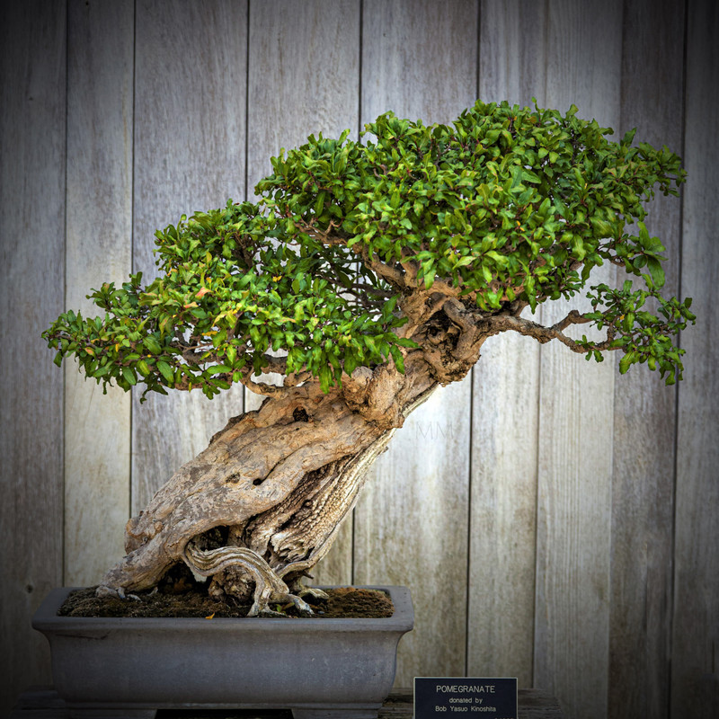 [Image: bonsai_12amm.jpg]