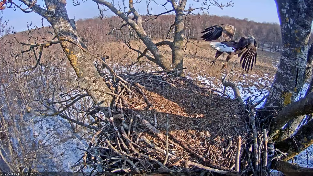 Merikotkas__Haliaeëtus albicilla 9-37-28 screenshot