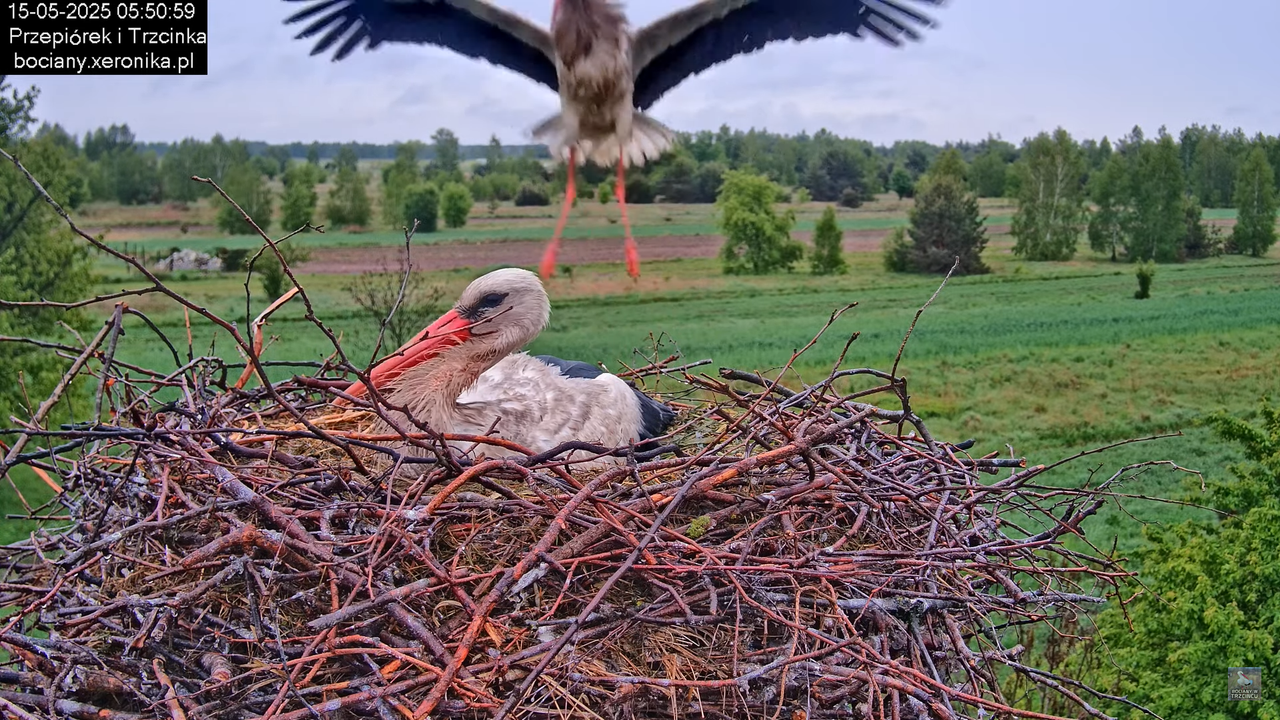 15052025bociany4