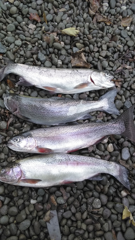 Rainbow3