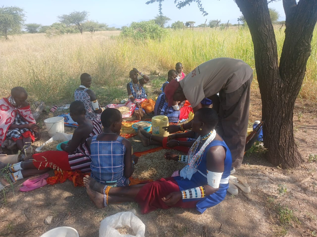 Harvesting Grass Seeds 2