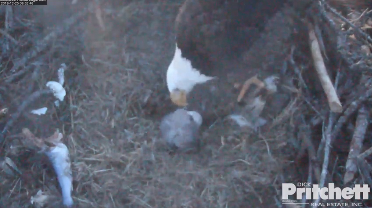 Harriet 20181225-02 copy