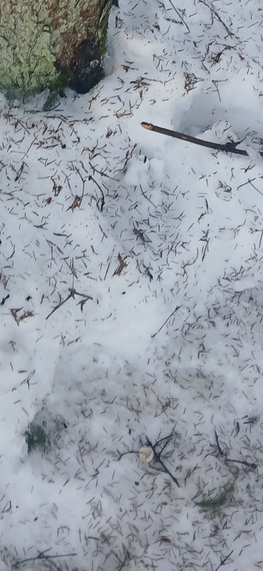 Screenshot 20260311 135847 Gallery