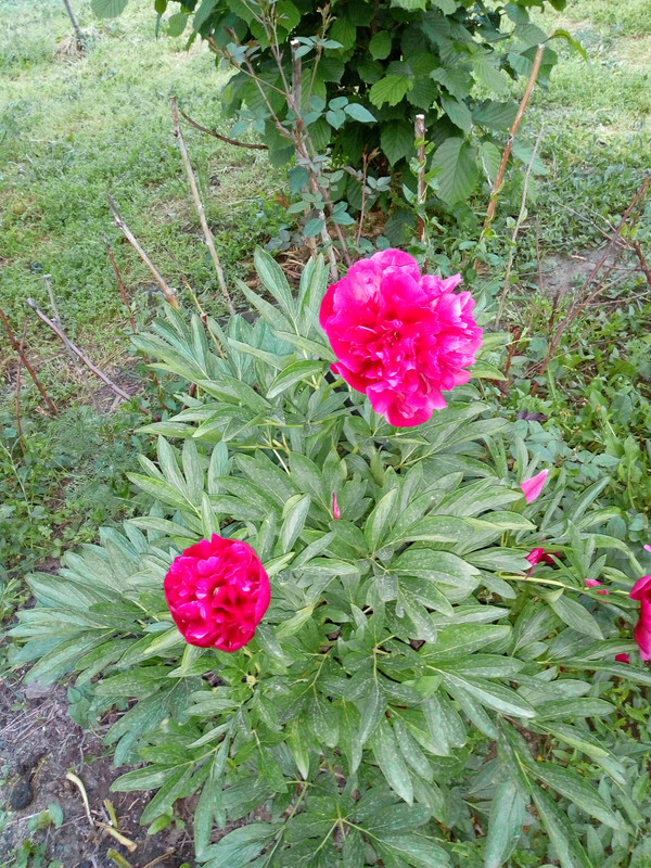 IMG_20190513_201204335