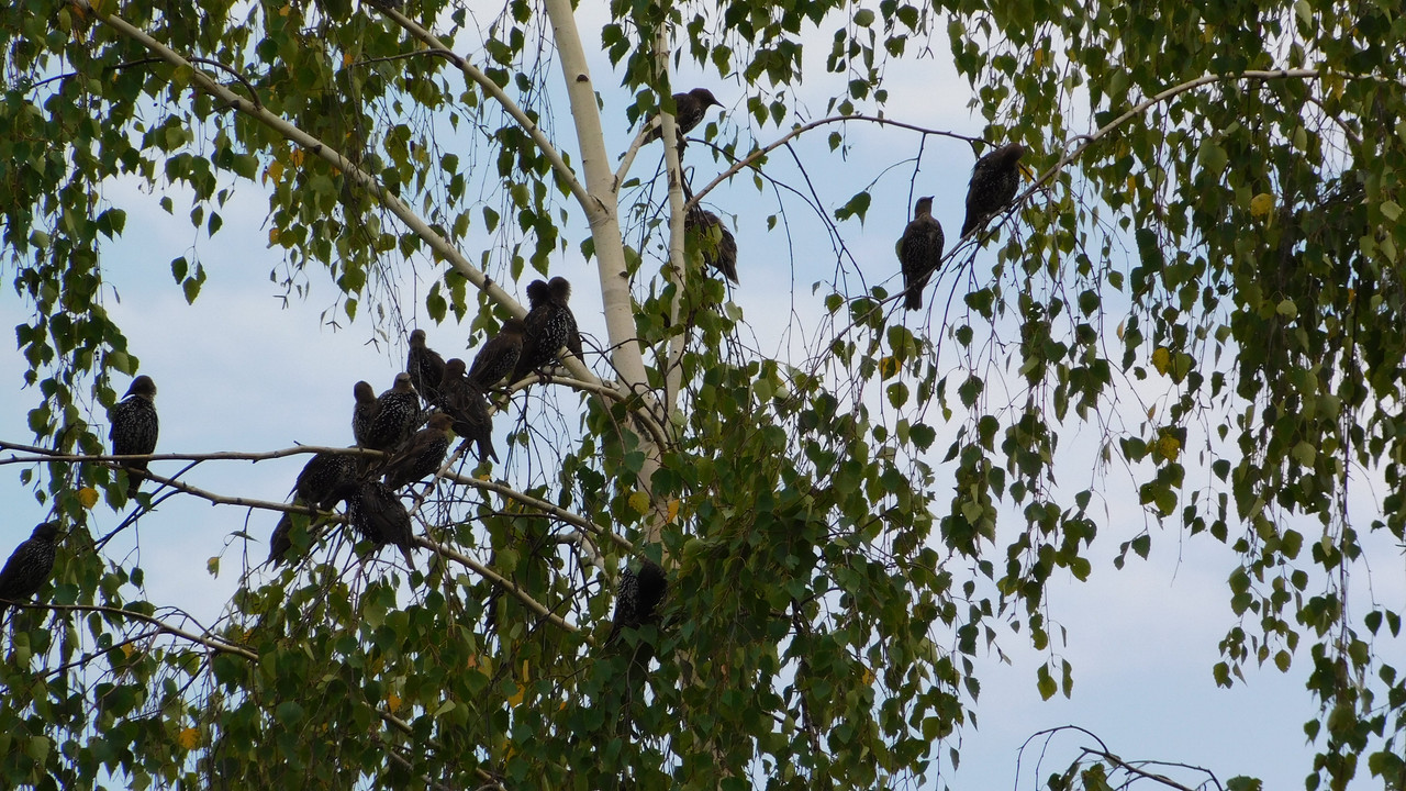 Август дачный кукольный 2023 257