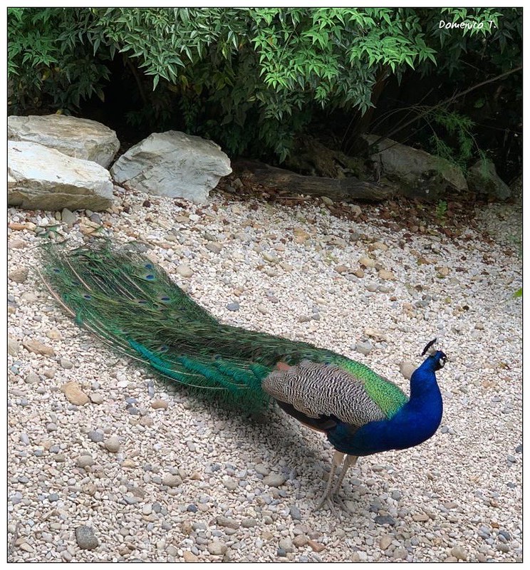 green-peacock.jpg