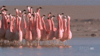 flamingocommute.gif