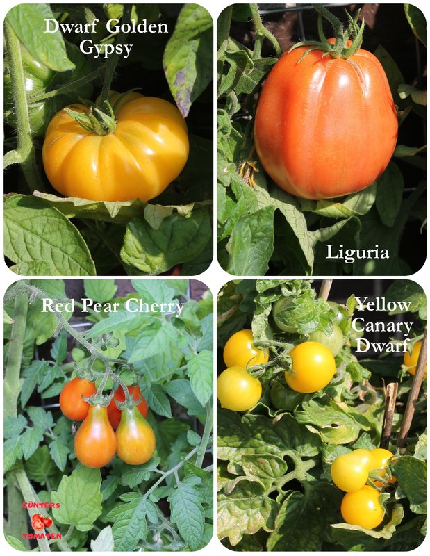 [Bild: Tomaten-09082025.jpg]