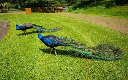 Peacock