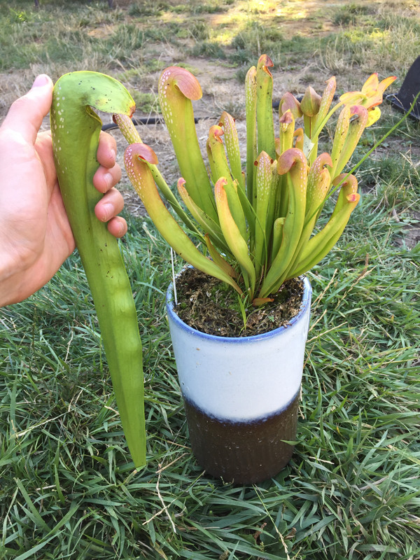 adaetz100 — AF minor pitcher next to a typical-minor pot from a Damon Collingsworth clone, August 2019.