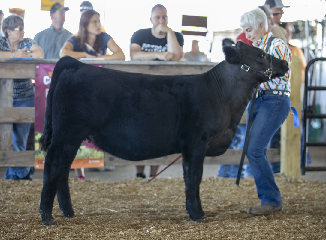 NYSF - 2023 Licorice profile