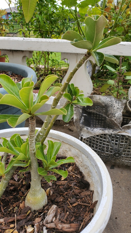 A511CAC6-2F79-46A1-944E-0F92E9E14B90