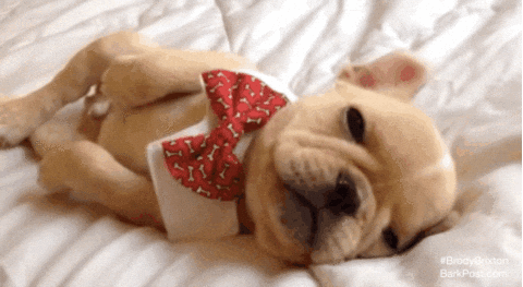 puppyslp.gif