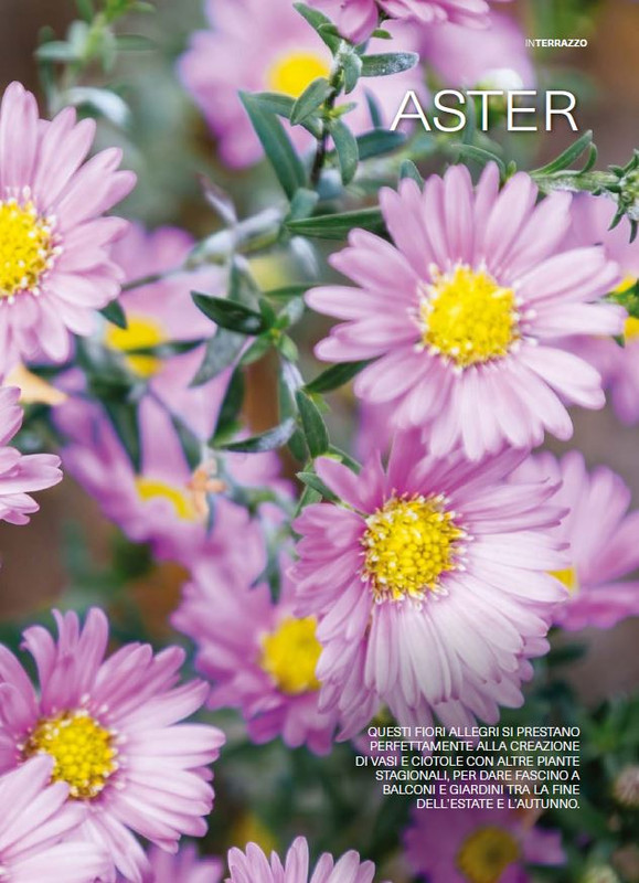 Il Mio Giar Ago-Set 2025 (6)