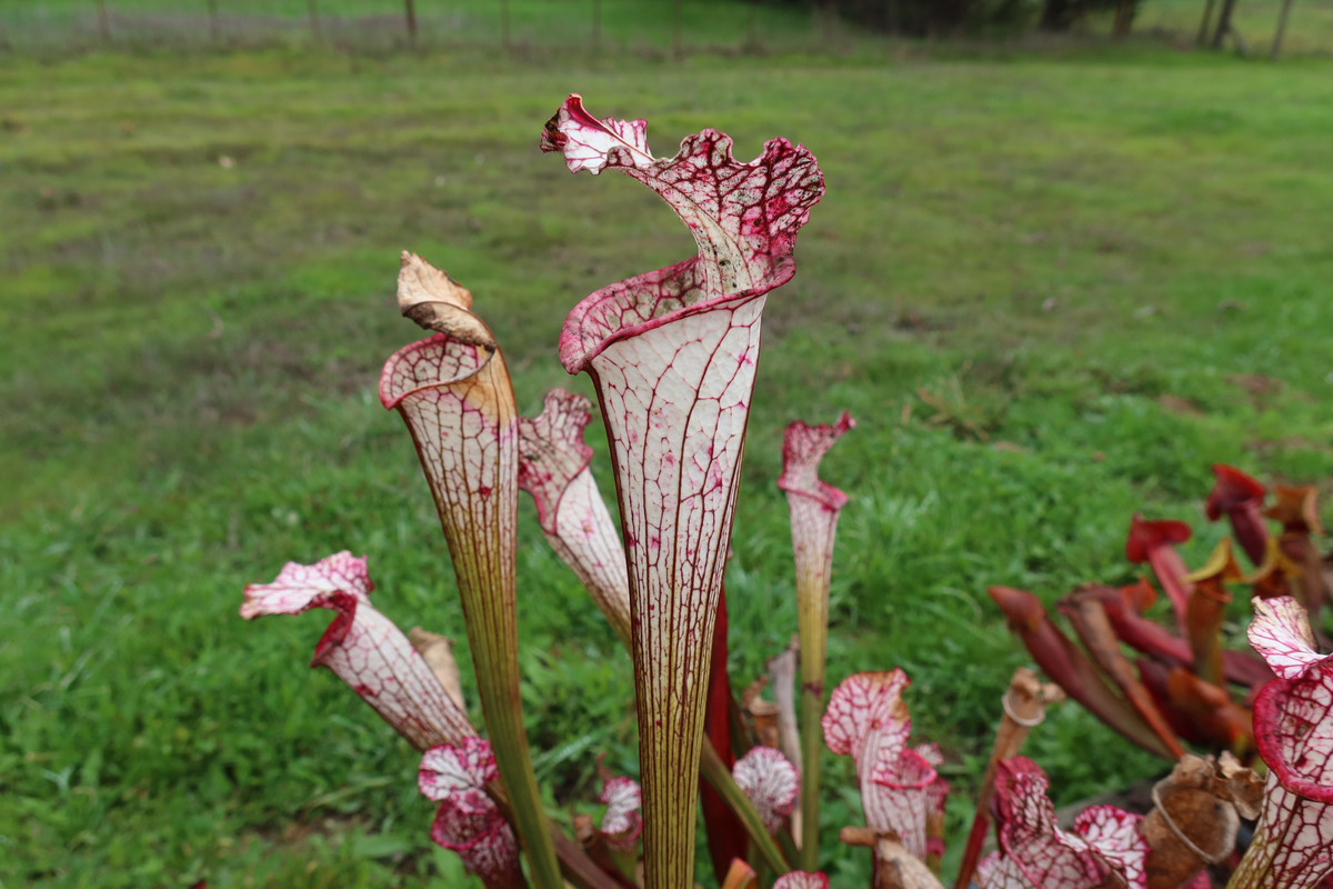 white petiole, 2021-12-07 — looking very different this season