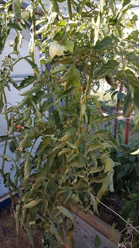 розов20190831_091057