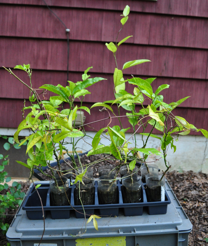 Group Passiflora edulis (Purple)