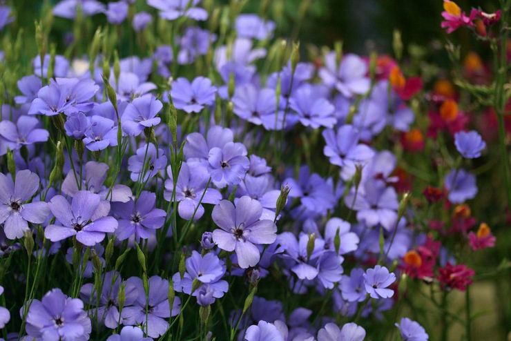 Секреты выращивания прекрасных цветов вискария в домашних условиях