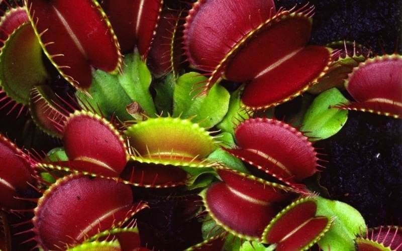 «Кровожадные» цветы - интересные факты о растениях-хищниках «Кровожадные» цветы - интересные факты о растениях-хищниках