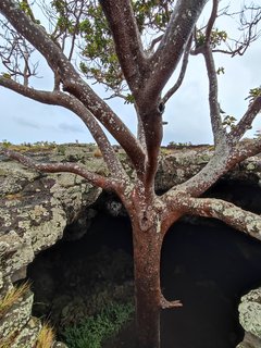 Ana Kakenga - Ana Te Pora - Ana Te Pahu - Ahu Huri a Urenga - Hanga Roa - Isla de Pascua - Chile (12)