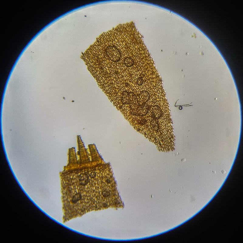 IMG 20250614 124637 HDR