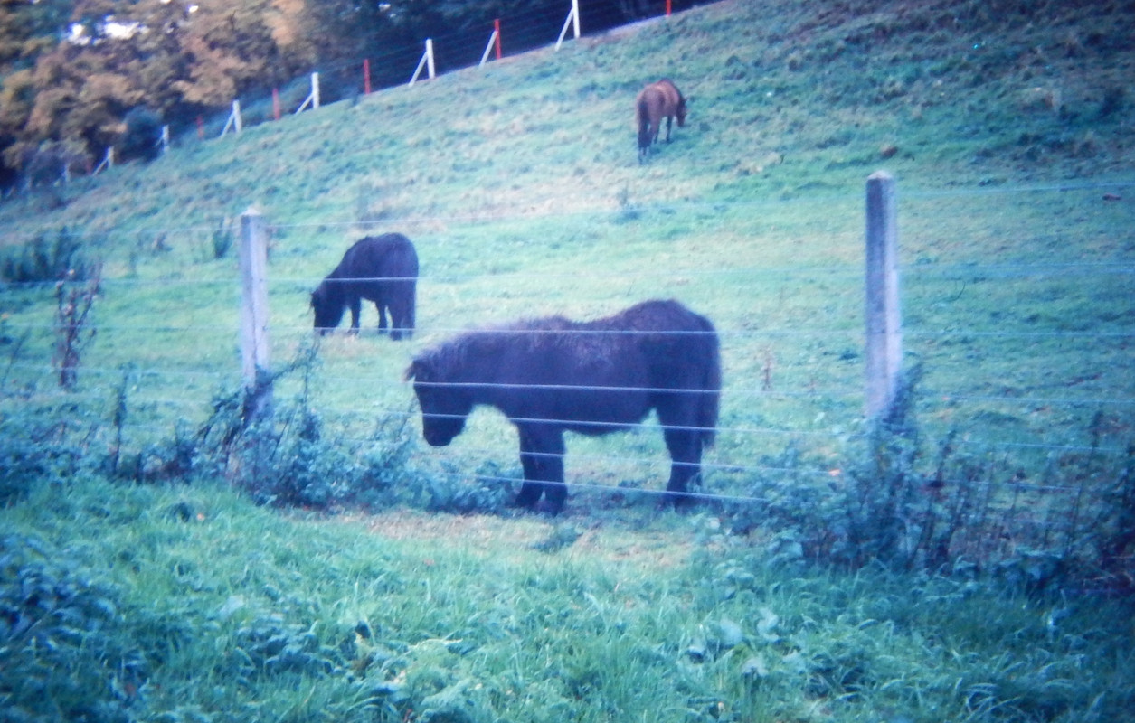 DSCN3335 Queen's Own Mascot