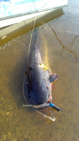 Мikl-wolf с нижегородского 2014 )))