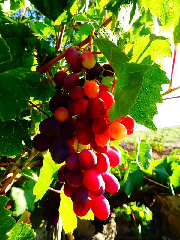 redripegrapes.jpg