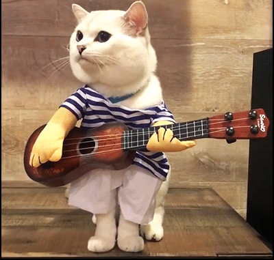 Hilarious-Cat-GIF-Coffee-the-cat-is-going-to-play-guitar-sing-a-little-song-Feed-me-Feed-me.gif