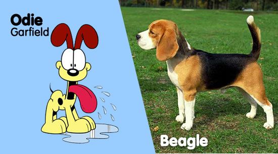 odie-beagle.jpg