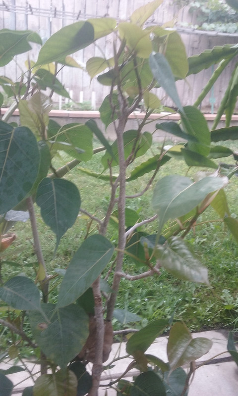 [Image: 20190624-081924.jpg]