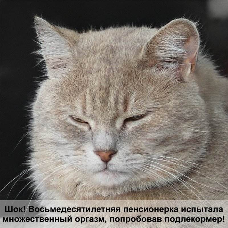 какая кошка самая спокойная