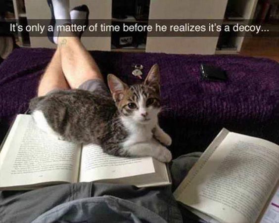 Cat Humor #8