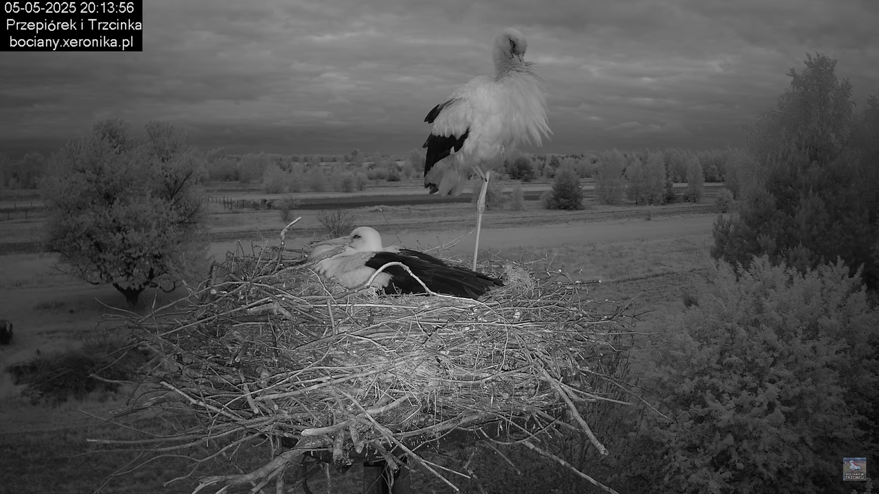 05052025bociany22