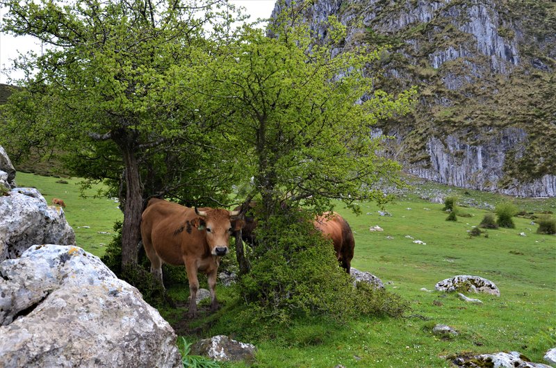 PICOS DE EUROPA-16-5-2013-LEON/ASTURIAS/CANTABRIA - Paseando por España-1991/2016 (21)