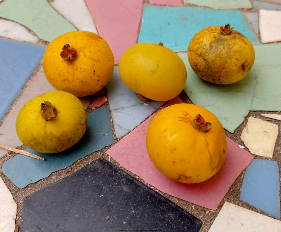 Huertasurbanas_com-IMG_20230201_152230_686_2.jpg-20230201_153547Chamba_C-lineatifolia