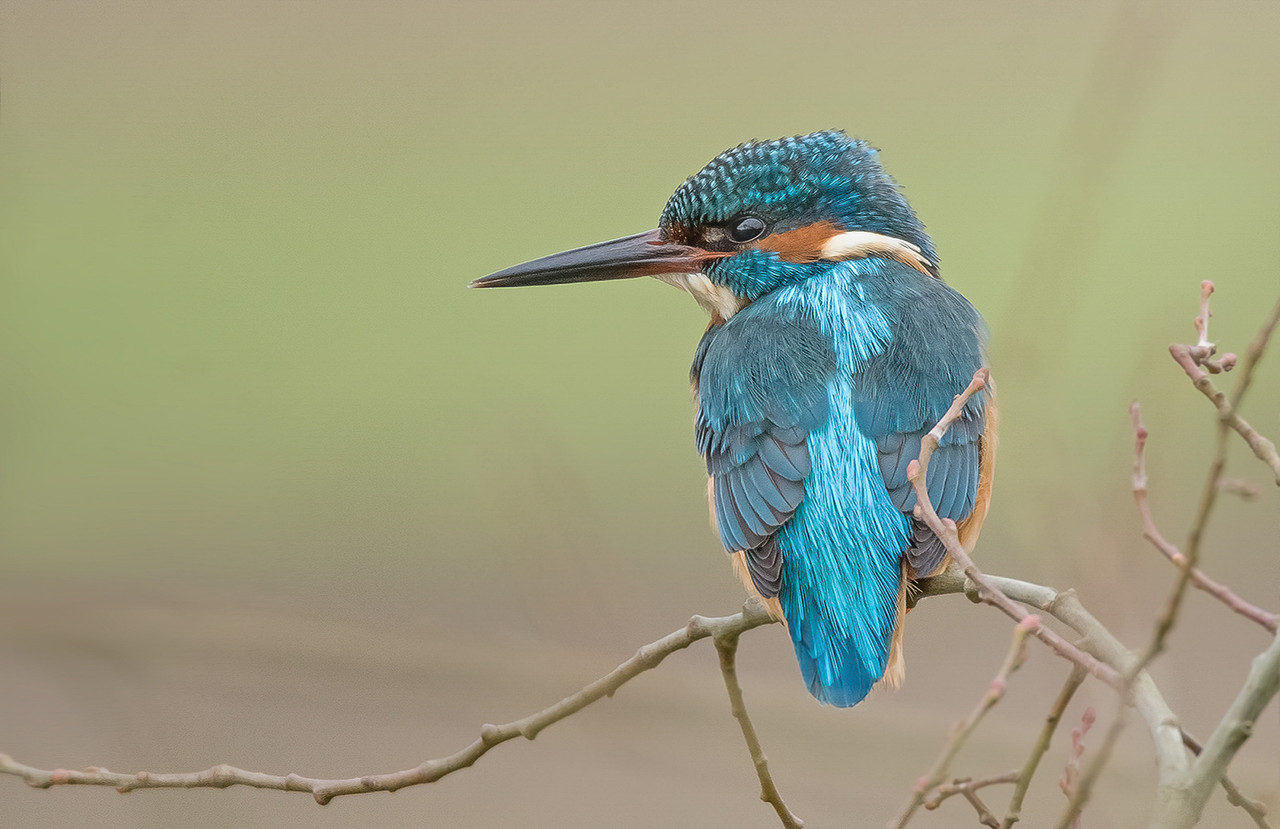 De IJsvogel wilde in dit geval wel even meewerken.