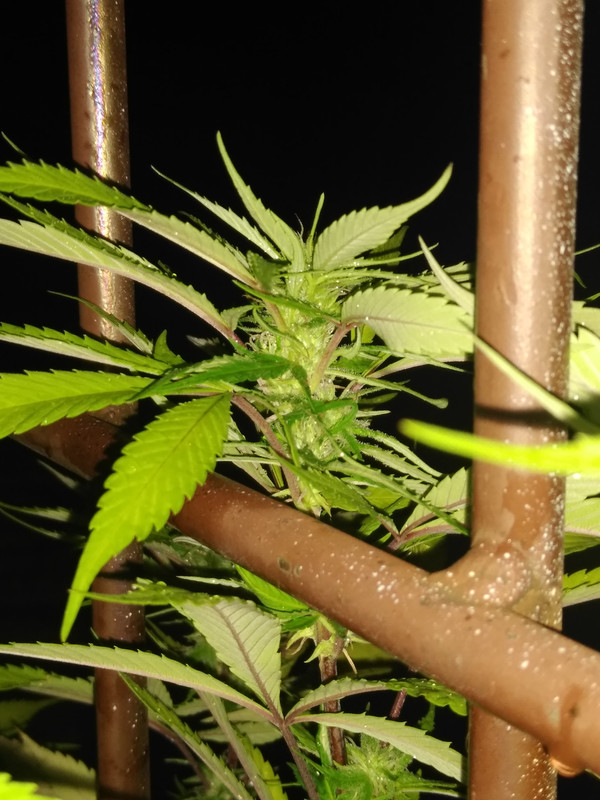 IMG_20200814_030353772