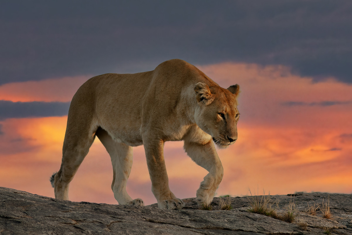 Eos 1D Mark III 3L2P2440  Leonessa 1300