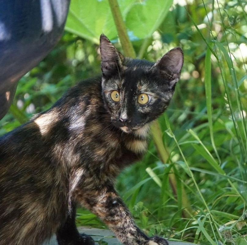cat02.jpg