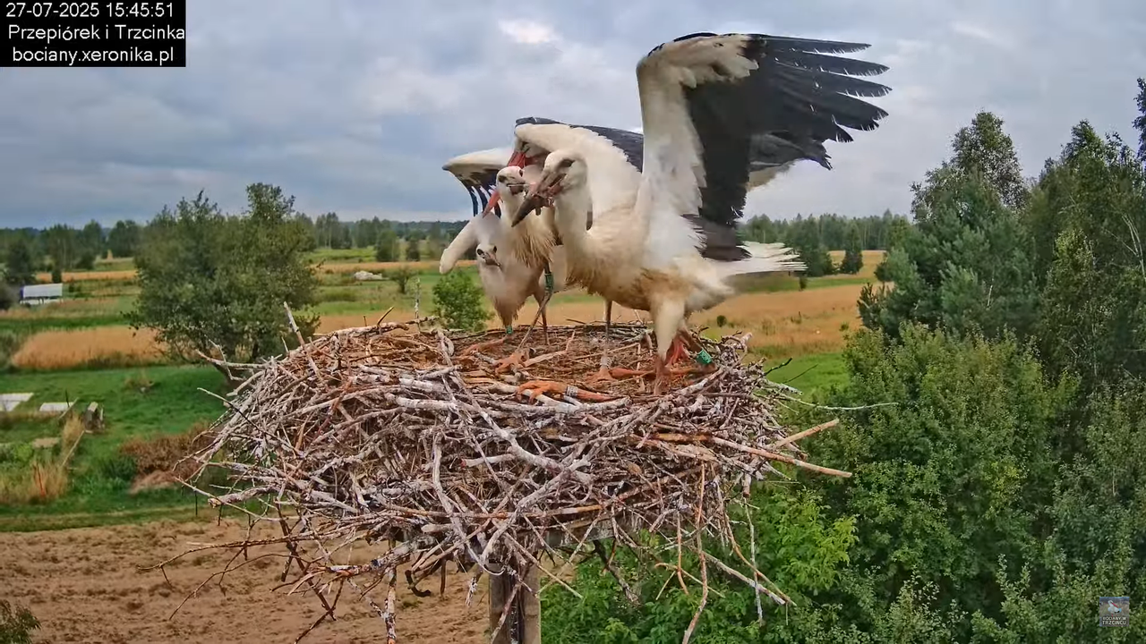 27072025bociany41