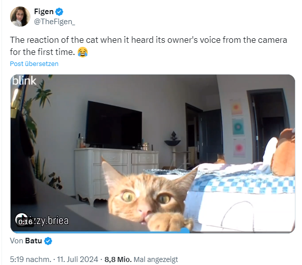 Katze hört Stimme des Besitzers