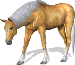 horse-2-png-by-variety-stock-kopija